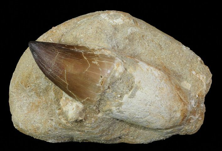 Bargain, Mosasaur (Prognathodon) Rooted Tooth In Rock #66522